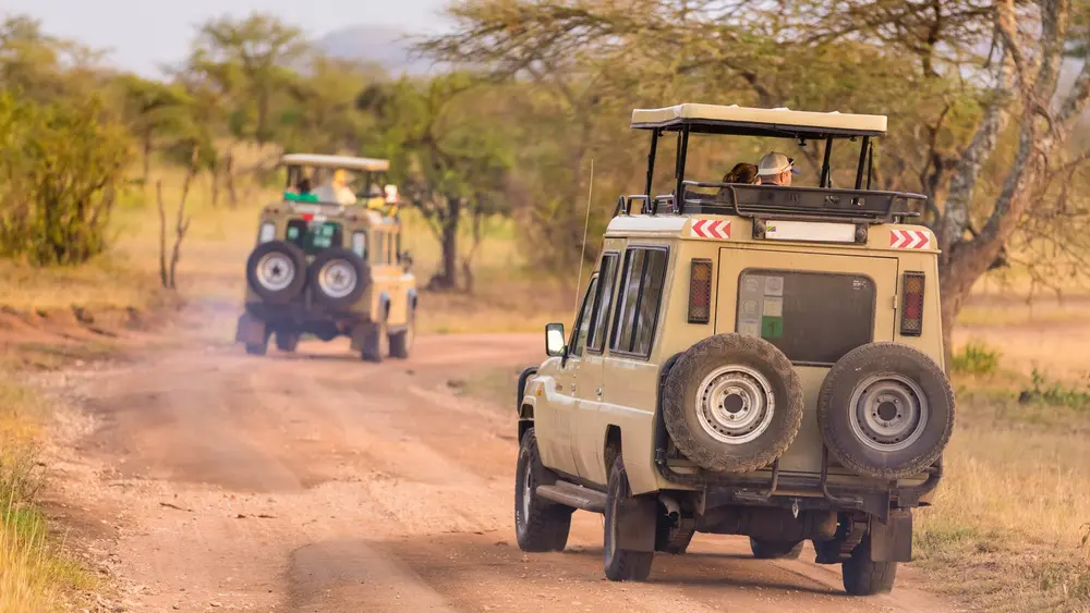 Safari Jeeps on Safari with Rokah Car rentals Uganda