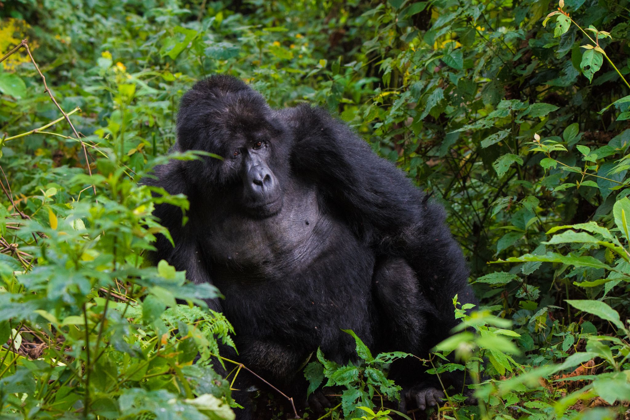 a gorilla in the bushes