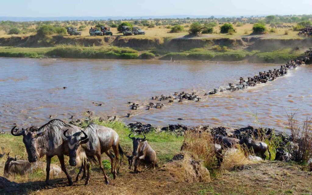 wildebeest-great-migration-mara-river-tanzania-africa